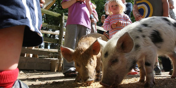 clydey cottages pembrokeshire animal feeding