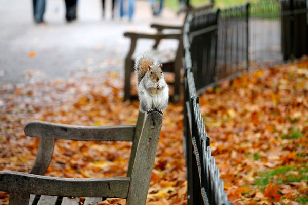 park bench squirrel