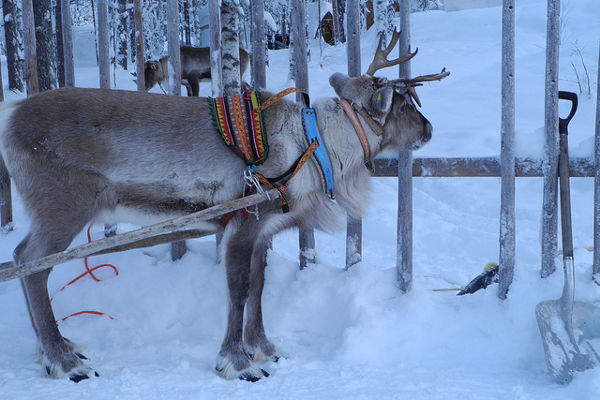 reindeer christmas day out