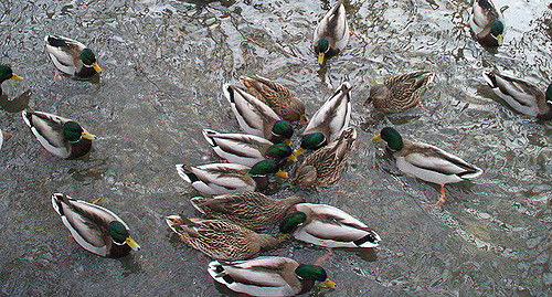 feeding ducks park rainy day activity