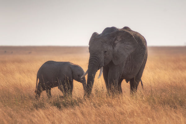 baby elephant baby car mirror