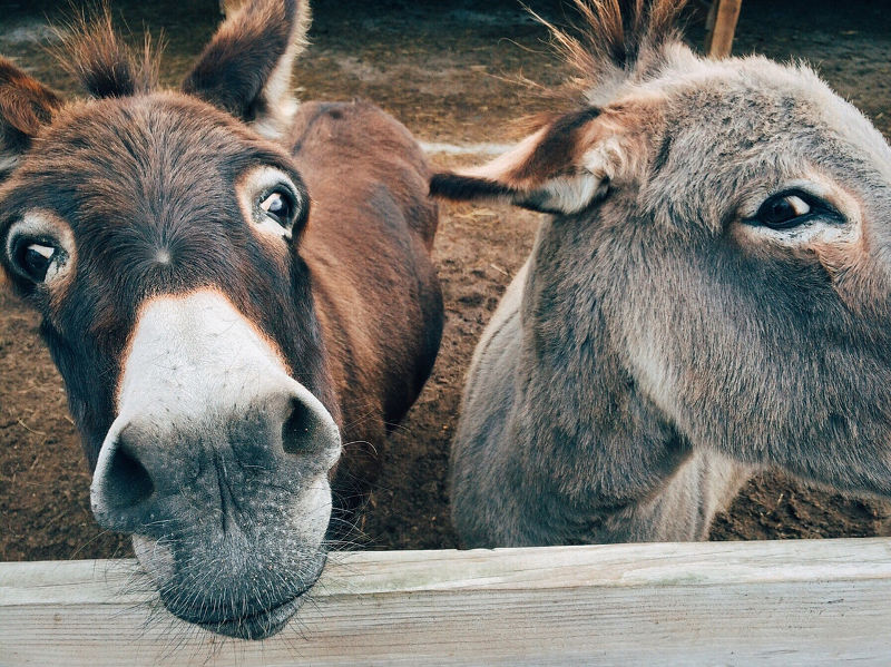 donkeys Vauxhall City Farm London